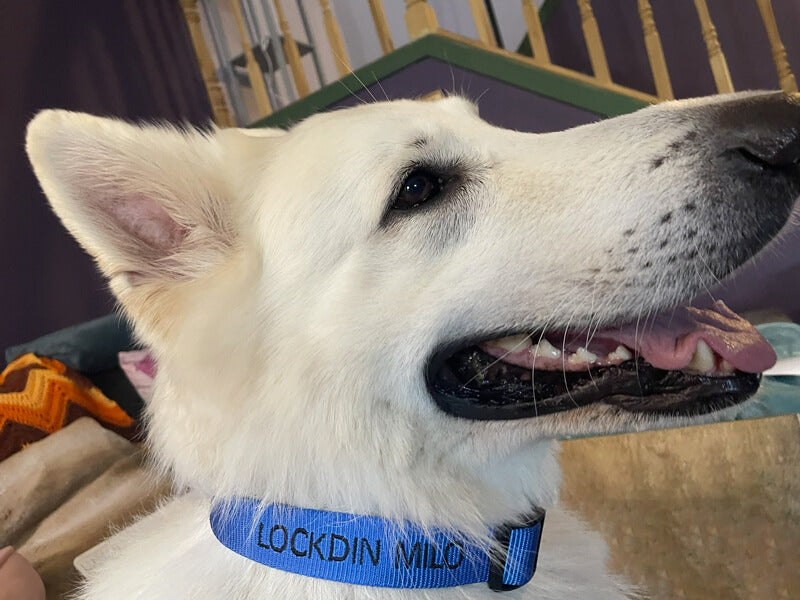 Milo 'The LOCK'DIN Mascot'